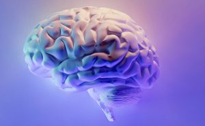 Brain